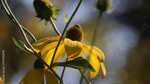 Yellow coneflowers blooming under warm sunlight.