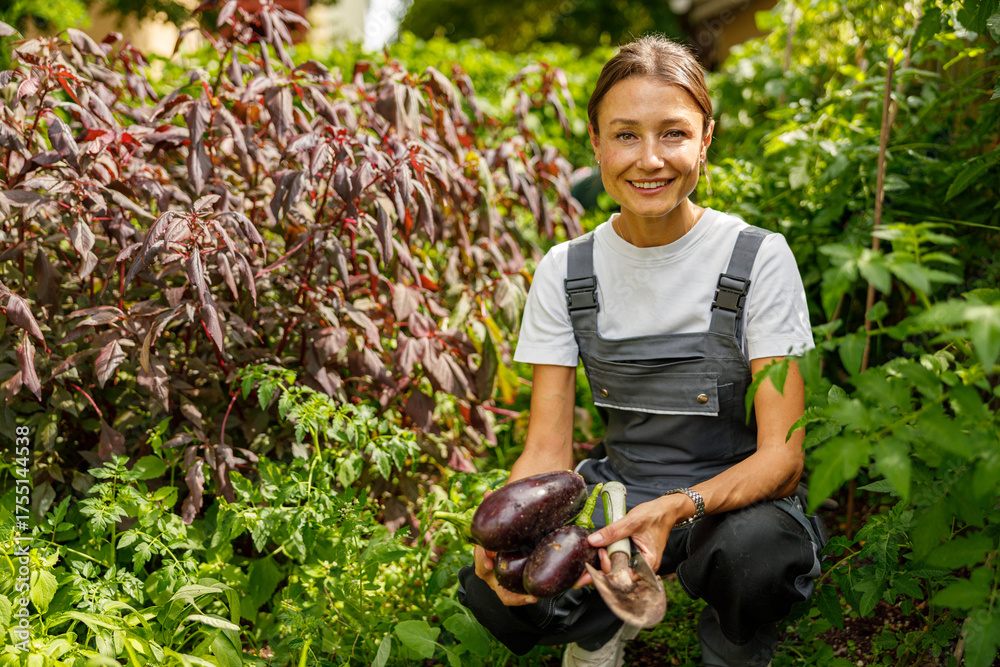 Naklejka premium A joyful gardener proudly showcases her abundant harvest of beautiful eggplants in a lush, green garden space
