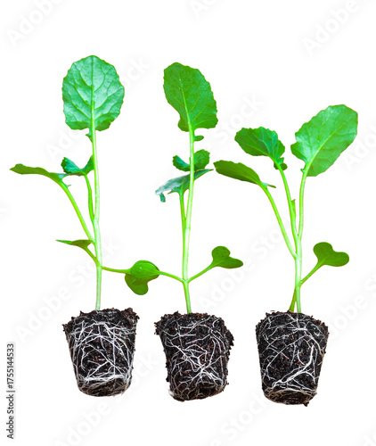 Young green seedlings of various vegetable plants growing healthy in soil, isolated on white background. Perfect for gardening, farming, organic, and nature-themed designs or ads