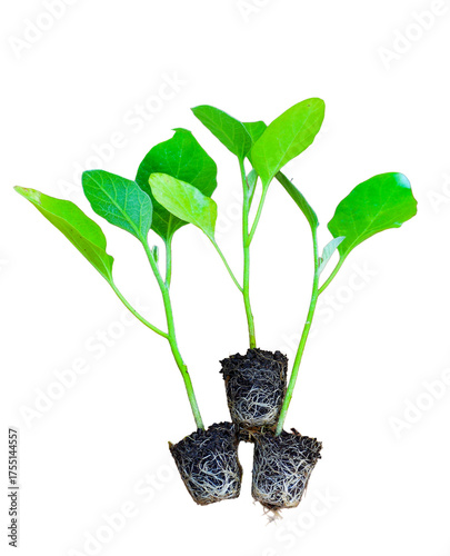 Young green seedlings of various vegetable plants growing healthy in soil, isolated on white background. Perfect for gardening, farming, organic, and nature-themed designs or ads
