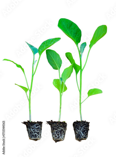 Young green seedlings of various vegetable plants growing healthy in soil, isolated on white background. Perfect for gardening, farming, organic, and nature-themed designs or ads