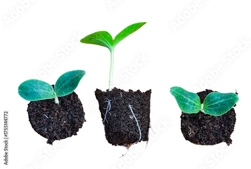 Young green seedlings of various vegetable plants growing healthy in soil, isolated on white background. Perfect for gardening, farming, organic, and nature-themed designs or ads