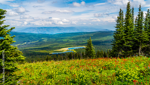 View over the Wildflowers of the Okanagen Region in British Columbia