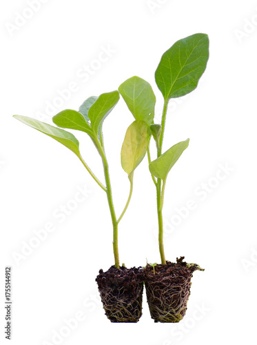 Young green seedlings of various vegetable plants growing healthy in soil, isolated on white background. Perfect for gardening, farming, organic, and nature-themed designs or ads