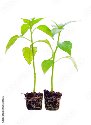 Young green seedlings of various vegetable plants growing healthy in soil, isolated on white background. Perfect for gardening, farming, organic, and nature-themed designs or ads