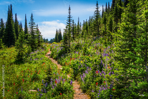 Hiking through the Wildflowers on Tod Mountain - 1