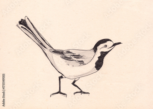bird wagtail, graphic black and white sketch