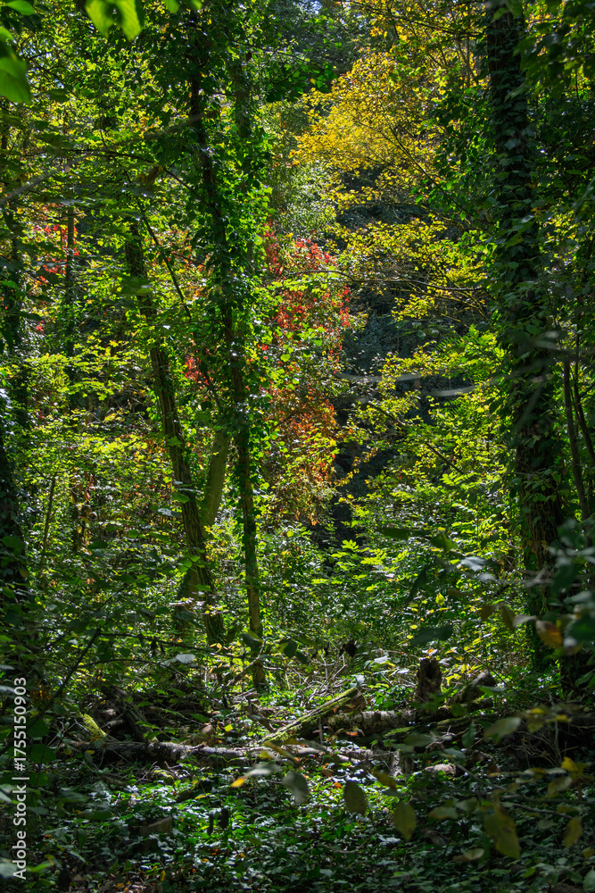 Fototapeta premium Magie de la lumière au cœur des bois