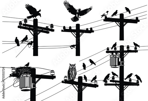 Birds on power lines, perched utility poles, owl silhouette, nesting birds, flying crows, rural wildlife, black and white illustration, urban scene