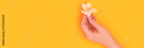 Banner with female hand hold alstroemeria flower on a yellow background.
