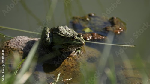 Green frog resting on a rock in a pond.