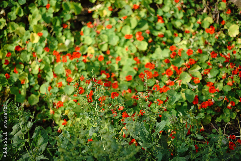 Obraz premium red flowers in the garden
