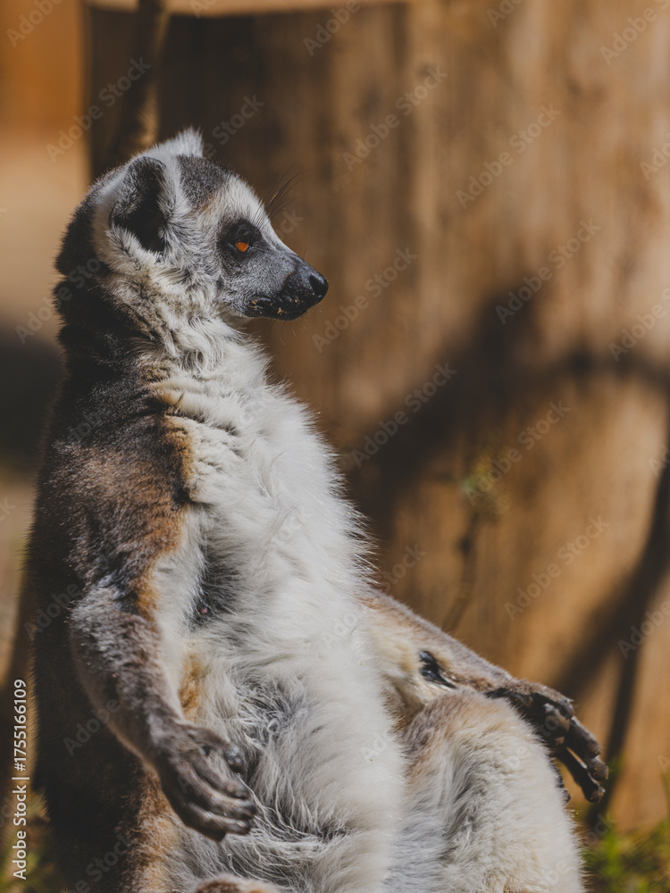 Obraz premium cute primate lemur enjoying the zoo environment