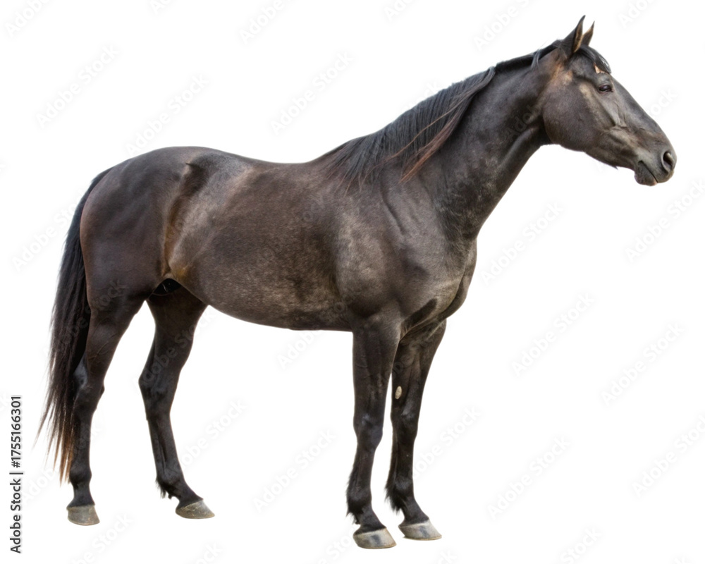 Fototapeta premium horse isolated