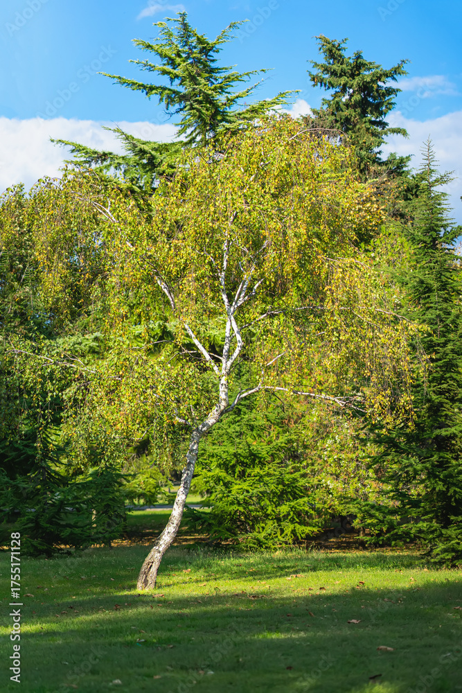 Fototapeta premium Lush birch tree with white bark and golden leaves standing in sunny park surrounded by green conifers under blue sky. Concept of autumn, seasonal change, natural harmony
