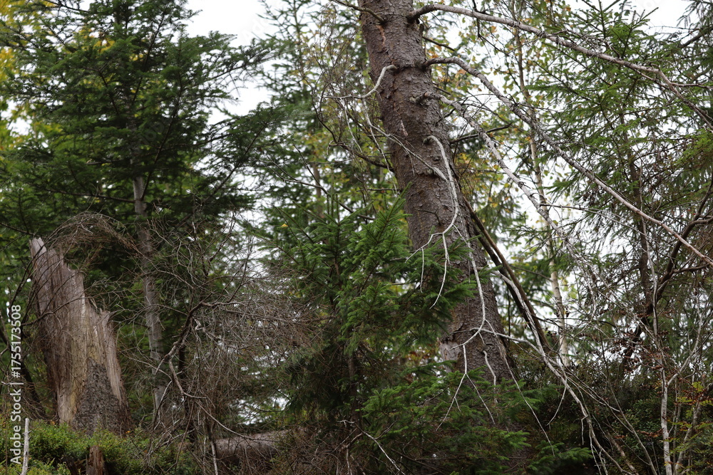 Fototapeta premium Forest Landscape with Fallen Tree and Tall Tree Trunk