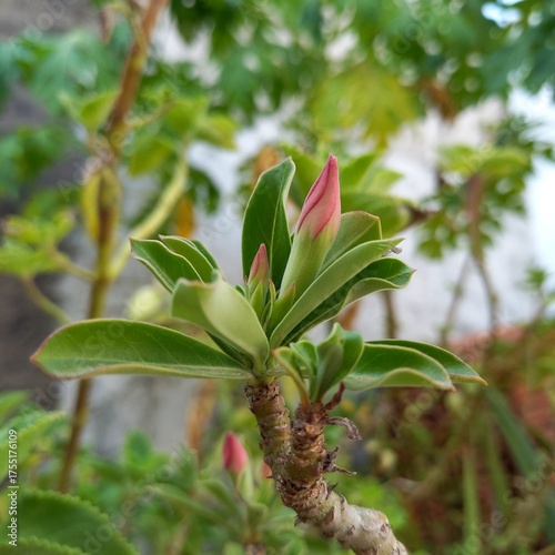 Desert rose plant bud about to bloom