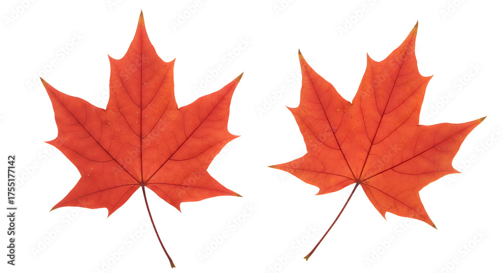 Fototapeta premium Two bright orange maple leaves isolated on white background, perfect for autumn and fall-themed designs