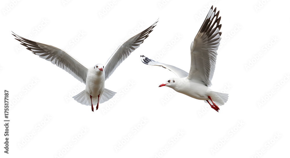 Obraz premium Two seagulls flying isolated on black background with wings spread, perfect for nature and wildlife projects