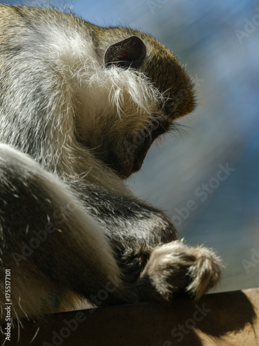 cute primate enjoying the zoo environment