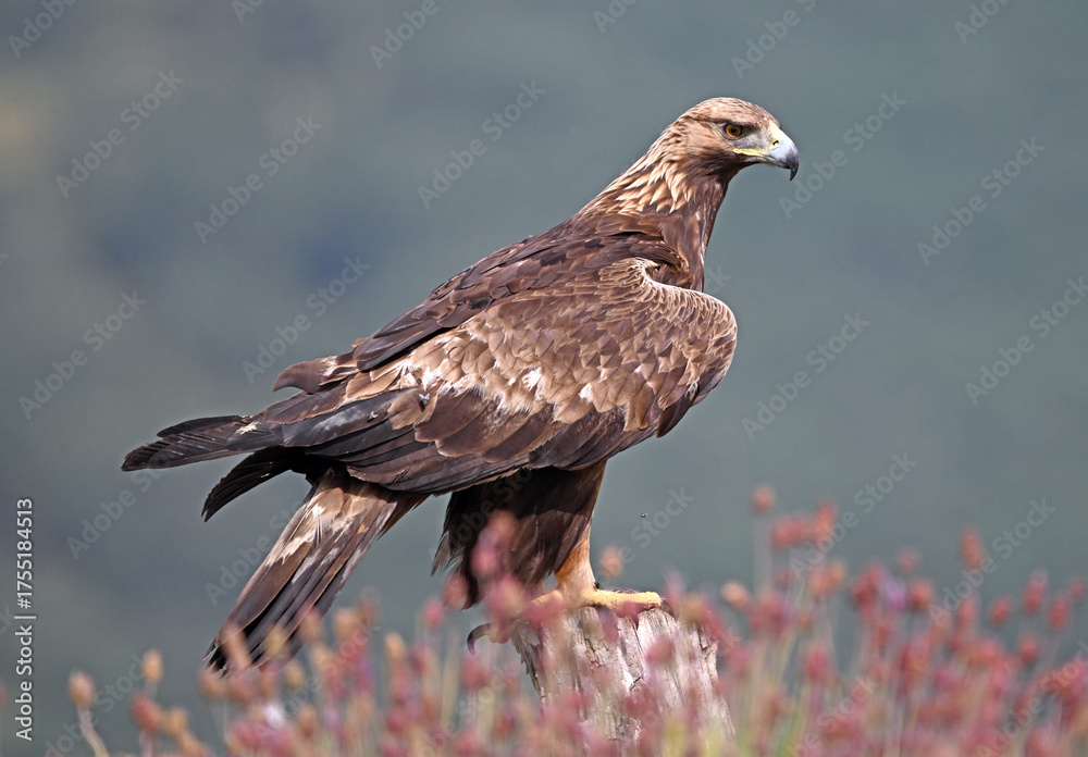 Fototapeta premium A POWERFUL GOLDEN EAGLE