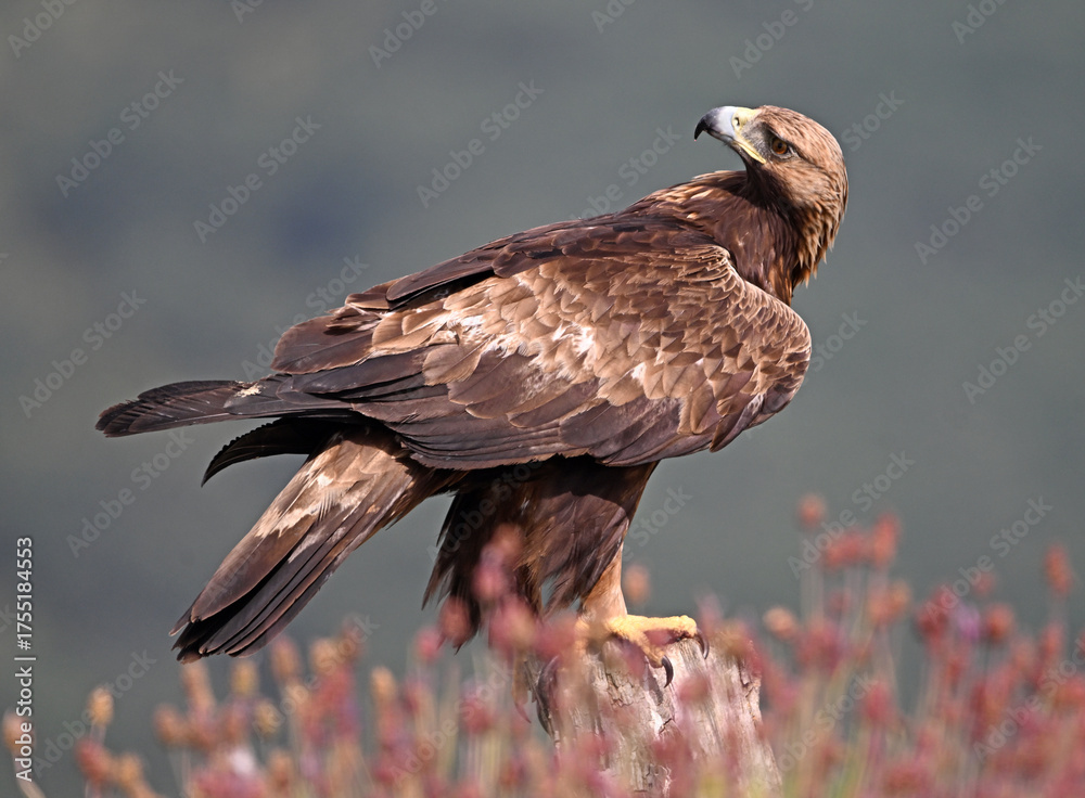 Fototapeta premium A POWERFUL GOLDEN EAGLE