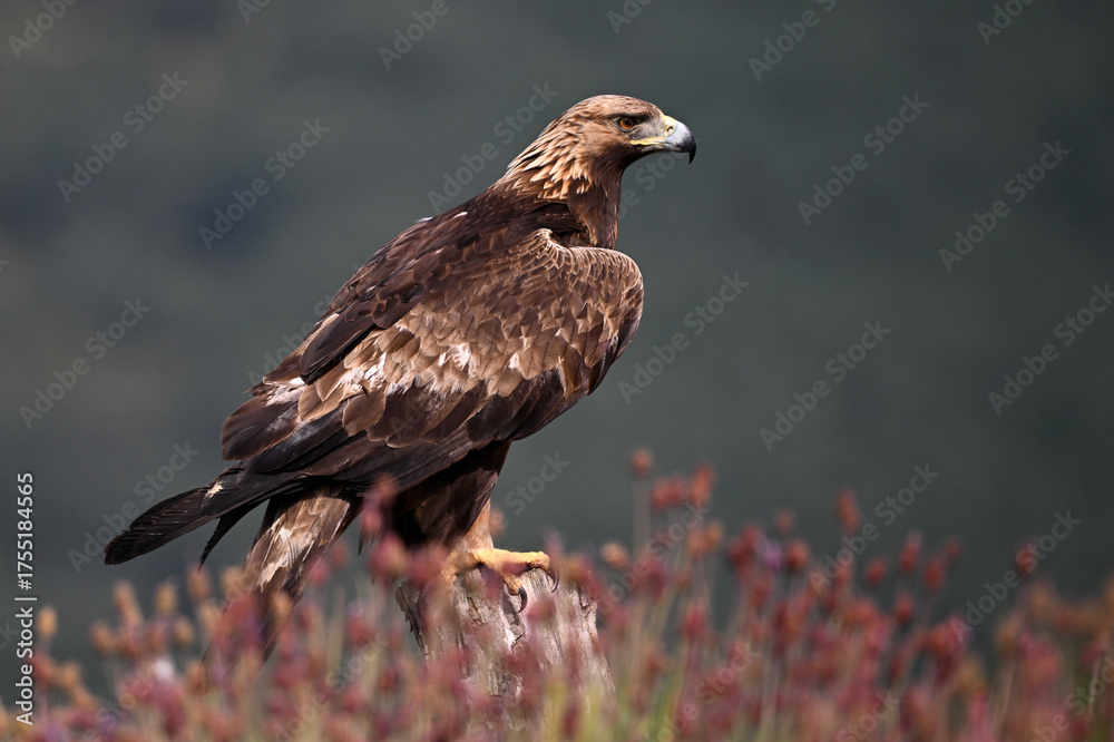 Fototapeta premium A POWERFUL GOLDEN EAGLE