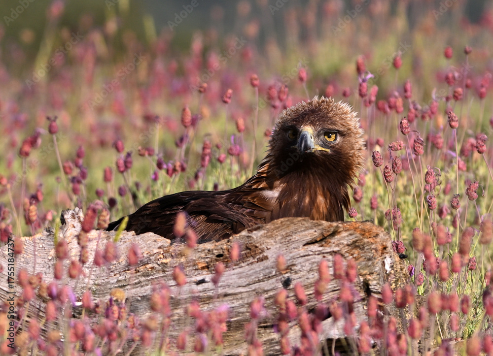 Obraz premium a strong golden eagle in the mountain