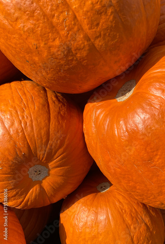 Intense Close-up of Vibrant Orange Pumpkins for Fall and Halloween