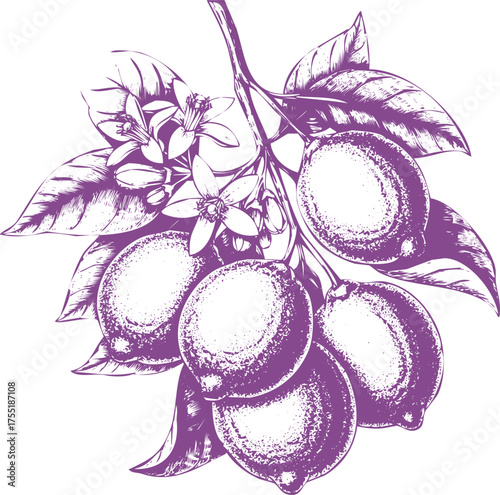 Hand Drawn Purple Lemons and Blossoms on a Branch with Leaves fruit