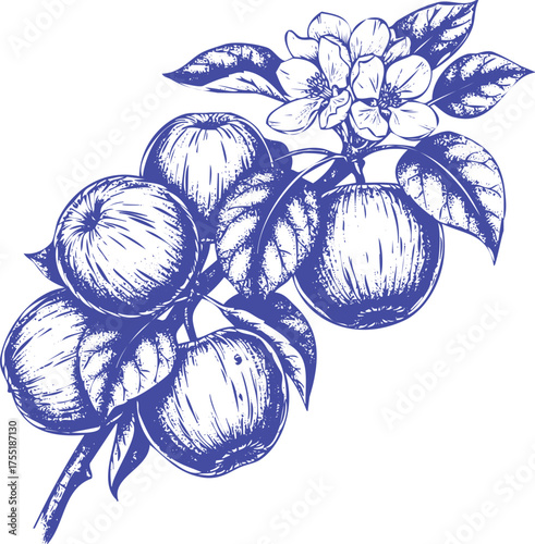 Deep Blue Engraved Apple Branch with Fruits and Flowers leaf