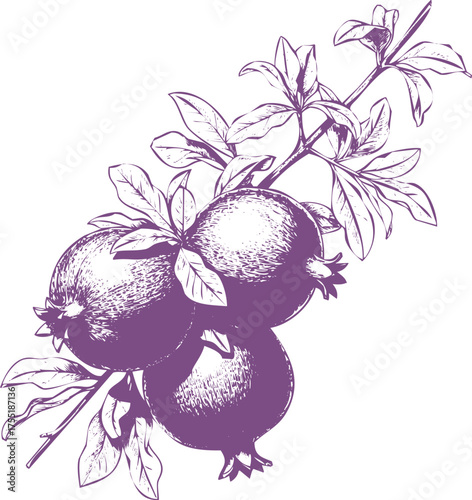 Purple Pomegranates on a Branch with Leaves in Sketch Style fruit leaf