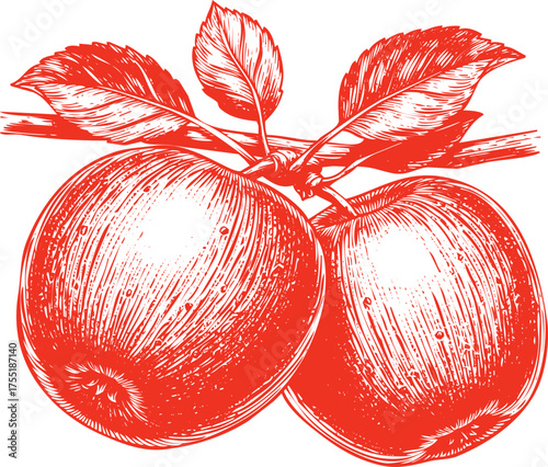 Engraved Red Apples on a Branch with Leaves and Water Droplets fruit leaf