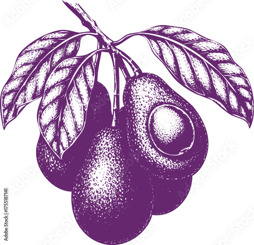 Purple Engraved Avocados on a Branch with Leaves fruit leaf