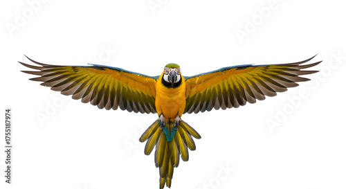 Blue and yellow macaw flying with wings fully spread, isolated on white background, perfect for wildlife and nature projects