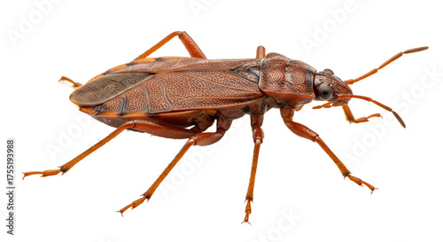 Close-up of a brown cockroach isolated on white background, detailed insect photography, perfect for pest control and entomology topics
