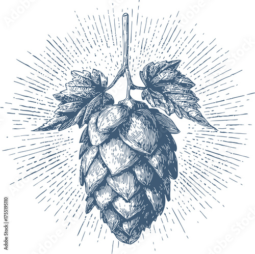 Hop cone sketch hand drawn with leaves and radiant lines — stock vector