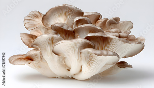 Cluster of oyster mushrooms isolated on white background. Close-up