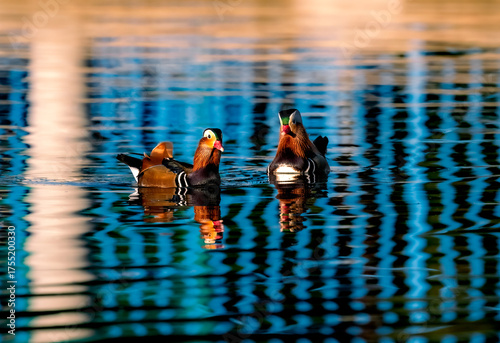 A Mandarin duck pair of males looking amazing in golden hour and a vibrant blue fence refection on the water in Southern California