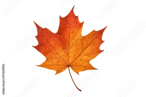 Wallpaper Mural Orange and red maple tree leaf, showing autumn season color and foliage, on transparent background Torontodigital.ca