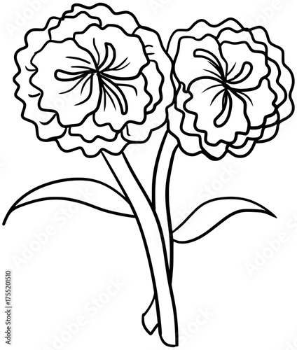 Carnation Flowers Vector Outline Line Art Drawing