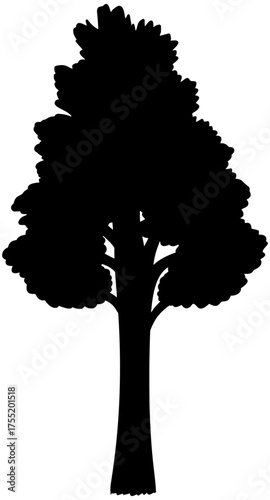 Ponderosa Pine Tree Silhouette Vector Shadow Illustration