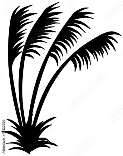 Cortaderia Jubata Silhouette Vector Shadow Illustration