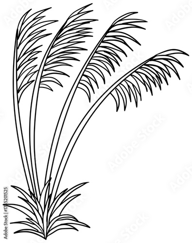 Cortaderia Jubata Grain Plant Vector Outline Line Art Drawing