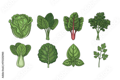 Variety of green leafy vegetables: cabbage, spinach, chard, kale, bok choy, basil, parsley. Vector illustration