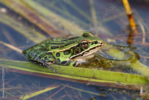 A green Northern Leopard Frog (Lithobates pipiens) sitting in a pond in Waterloo, Ontario, Canada.