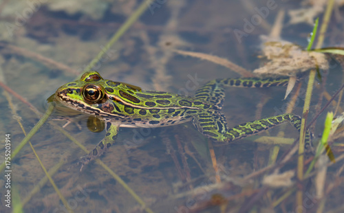 A green Northern Leopard Frog (Lithobates pipiens) sitting in a pond in Waterloo, Ontario, Canada.