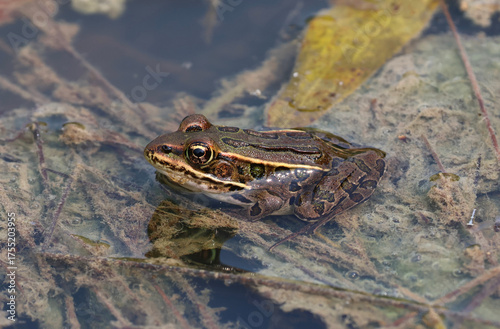 A Brown Northern Leopard Frog (Lithobates pipiens) sitting in a pond in Waterloo, Ontario, Canada.