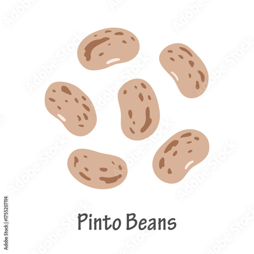 Hand Drawn Pinto Beans Illustration