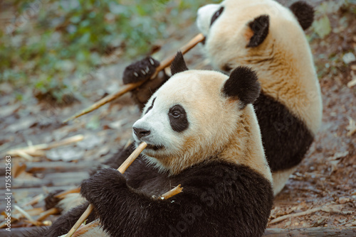 Two pandas are chewing on bamboo shoots at the Chengdu Research Base of Giant Panda Breeding in Chengdu, China.